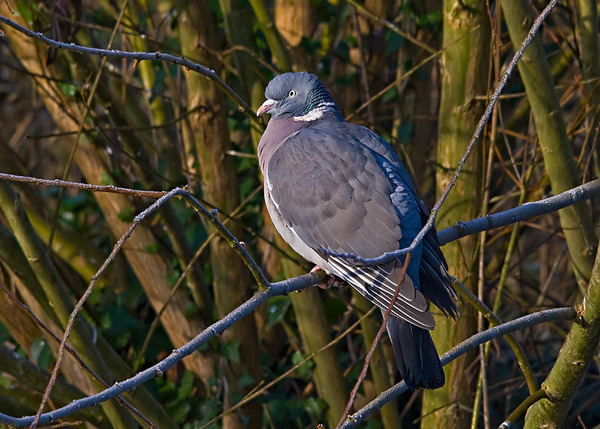 Wood Pigeon Wood Pigeon