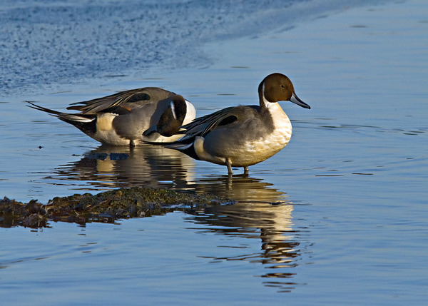 Northern Pintail