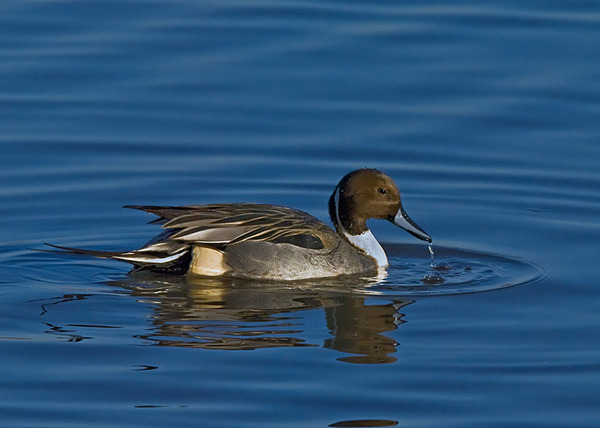 Northern Pintail