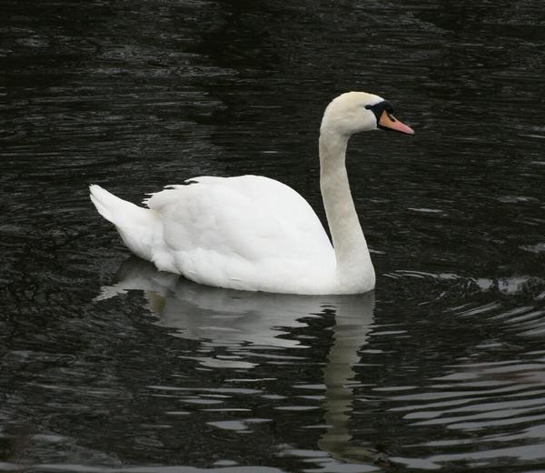 Mute Swan