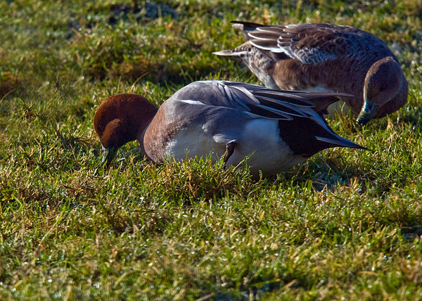 Eurasian Wigeon