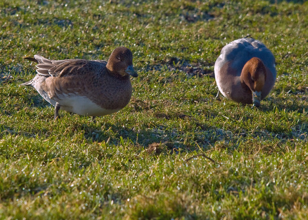 Eurasian Wigeon