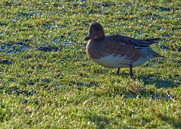 Eurasian Wigeon
