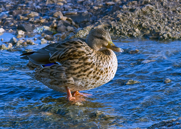 Mallard