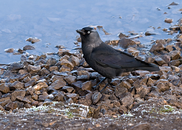 Eurasian Jackdaw Eurasian Jackdaw
