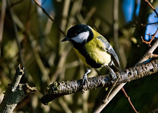 Great Tit