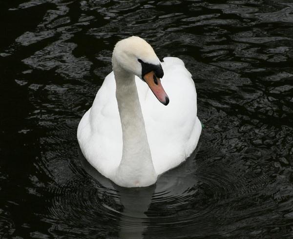 Mute Swan