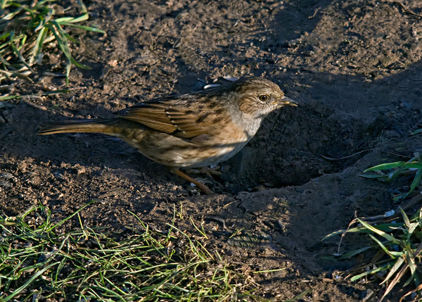 Dunnock Dunnock