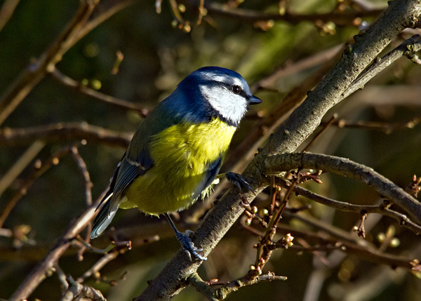 Blue Tit