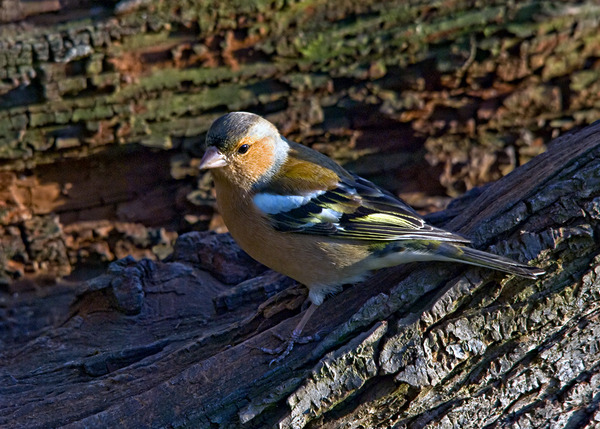 Chaffinch