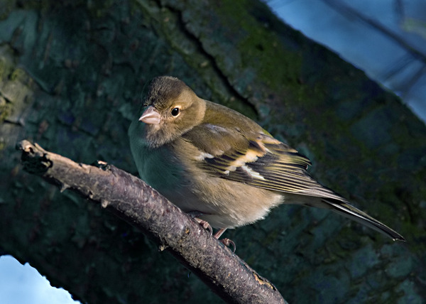 Chaffinch