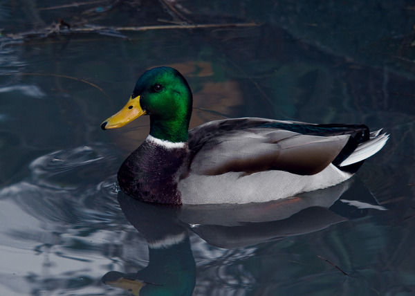 Mallard Mallard