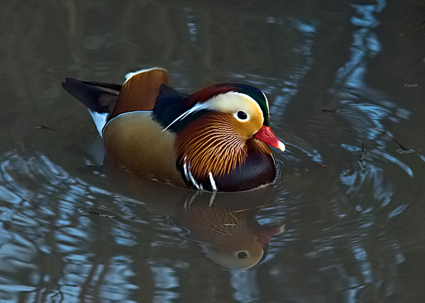 Mandarin Duck Mandarin Duck