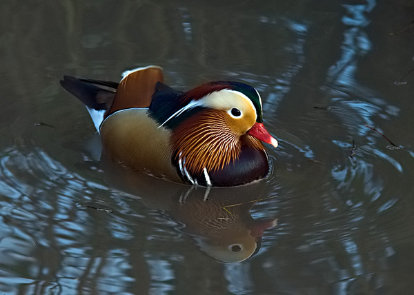 Mandarin Duck