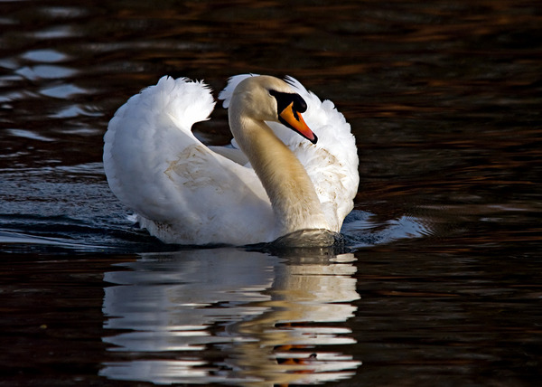 Mute Swan