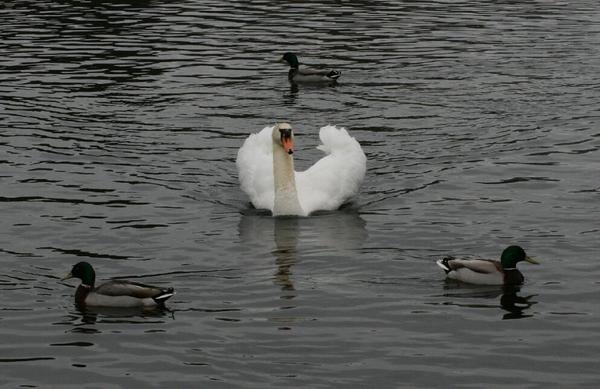 Mute Swan