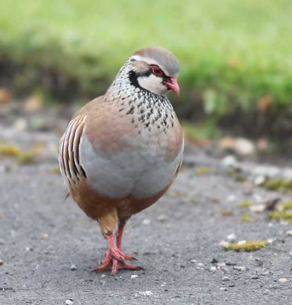 Red-legged Partridge