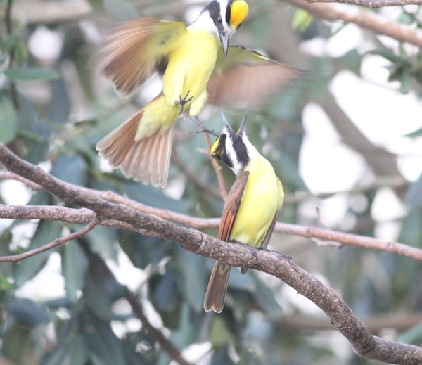 Great Kiskadee Great Kiskadee