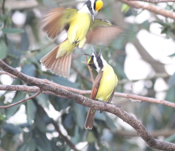 Great Kiskadee