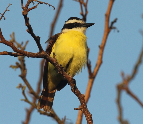 Great Kiskadee