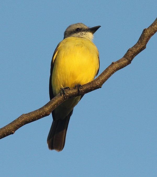 Tropical Kingbird