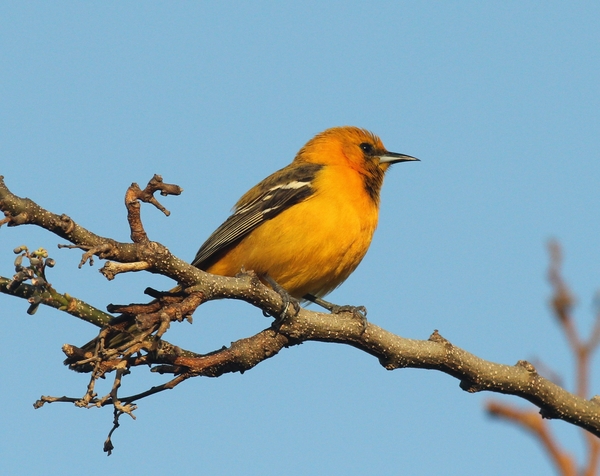 Orange Oriole Orange Oriole