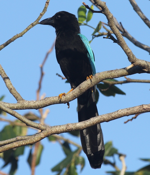 Yucatan Jay