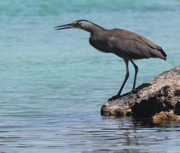 Tricoloured Heron