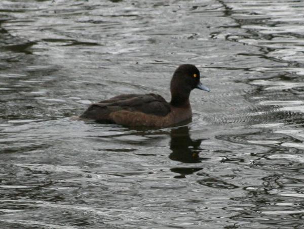 Tufted Duck Tufted Duck