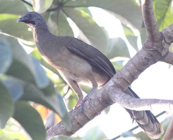 Plain Chachalaca