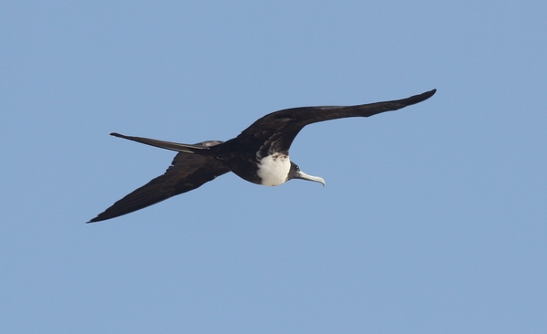 Magnificent Frigatebird