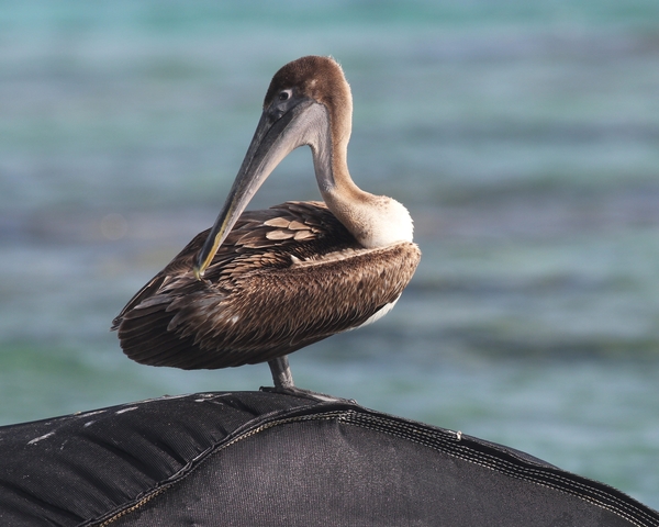 Brown Pelican