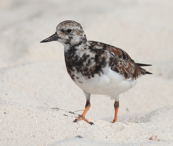 Ruddy Turnstone Ruddy Turnstone