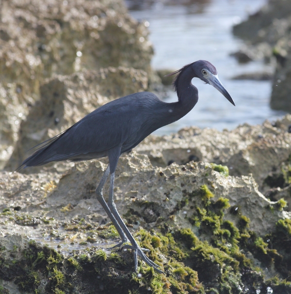 Little Blue Heron