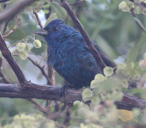 Indigo Bunting Indigo Bunting