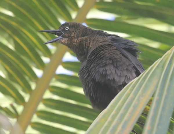 Great-tailed Grackle