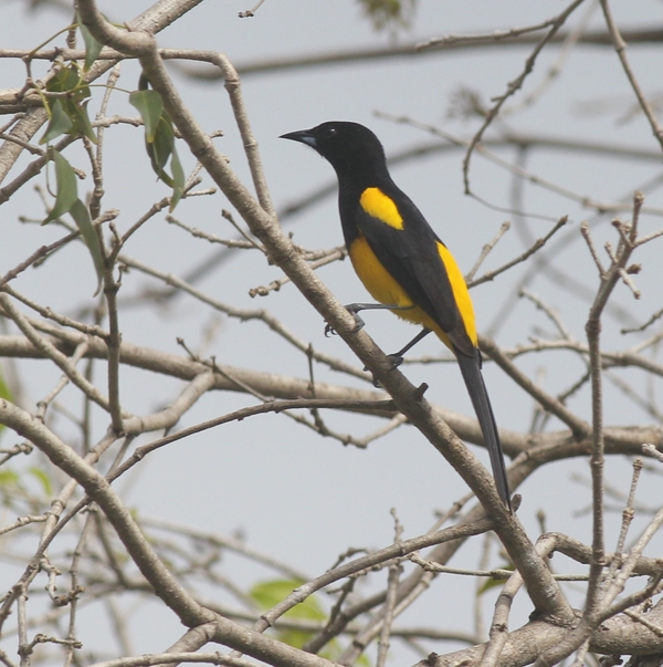 Black-cowled Oriole Black-cowled Oriole