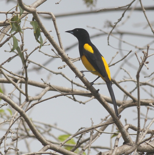 Black-cowled Oriole