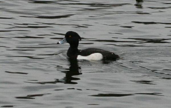 Tufted Duck Tufted Duck