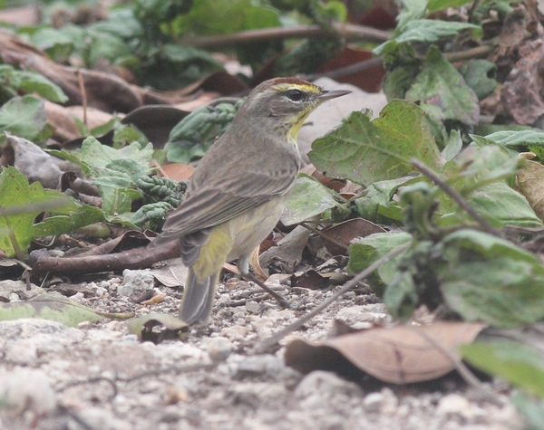 Palm Warbler