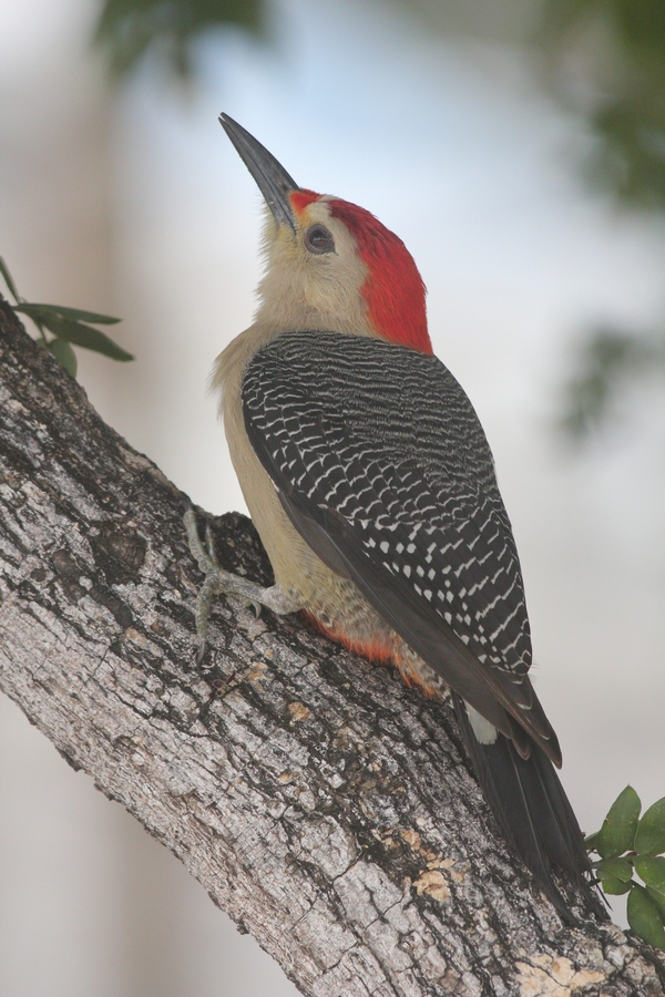 Yucatan Woodpecker