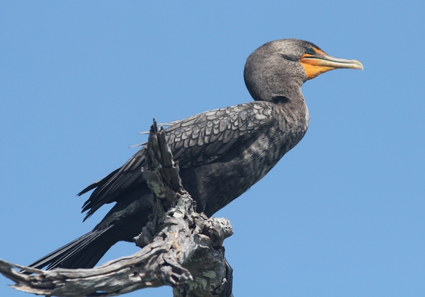 Double-crested Cormorant Double-crested Cormorant