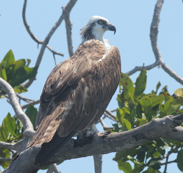 White-bellied Sea Eagle