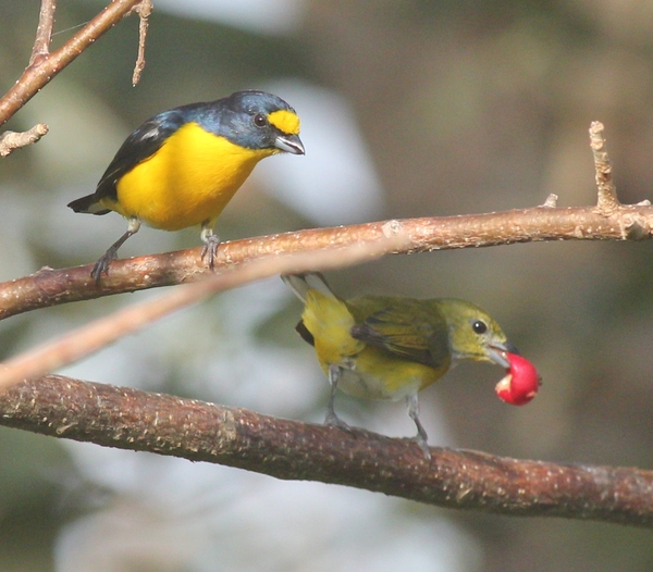 Yellow-throated Euphonia