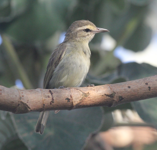 Yucatan Vireo