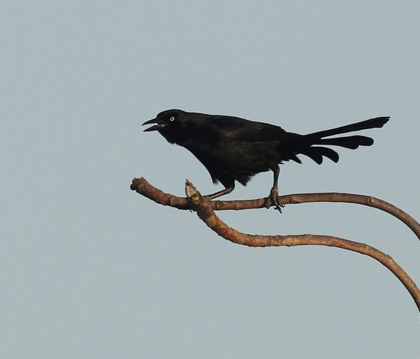 Great-tailed Grackle