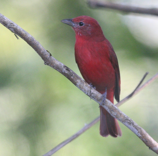 Hepatic Tanager