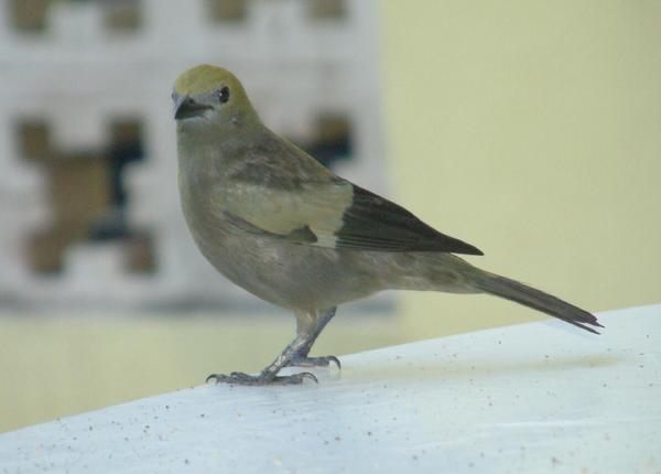 Palm Tanager Palm Tanager