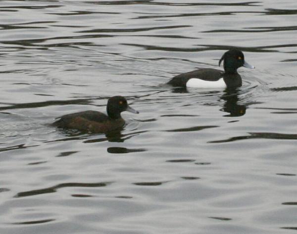 Tufted Duck Tufted Duck