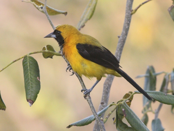 Yellow-backed Oriole